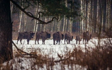 Free living herd of wisents on the edge of Bialowieza Forest in Podlasie region, Poland