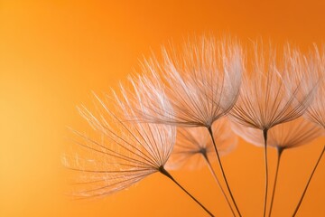 Obraz premium Close-up of delicate dandelion seeds against an orange backdrop