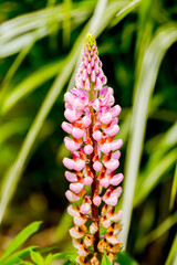 Pink lupine flowers. Close-up of a flowering plant. Lupinus.
