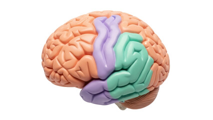 Human brain model isolated PNG, anatomical representation with frontal, parietal, and temporal lobes for medical education and study