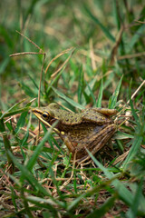white lipped frog in grass