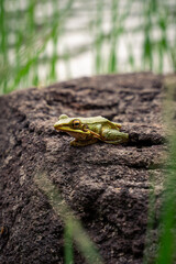 white lipped frog on rock