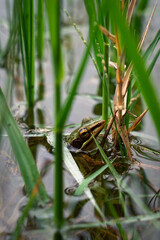 white lipped frog in water
