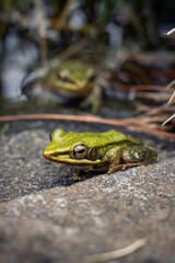 white lipped frog on rock