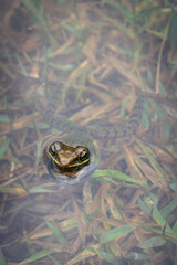 white lipped frog in water