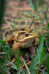 two white lipped frogs mating