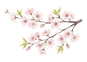 Watercolor-style cherry blossom illustration／桜