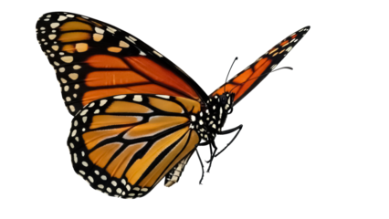 Monarch butterfly PNG isolated on transparent background, orange and black wings with white spots, beautiful insect for design projects
