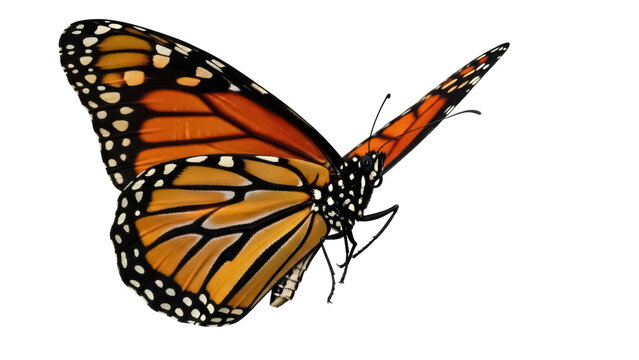 Monarch butterfly PNG isolated on transparent background, orange and black wings with white spots, beautiful insect for design projects