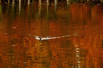 紅葉に染まる水辺の向こう岸から鴨が来る