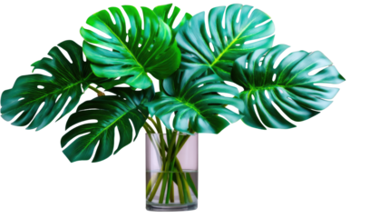 Lush Green Monstera Plant Arrangement in Clear Glass Vase