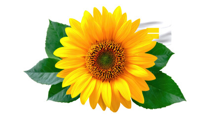 Obraz premium Bright Sunflower with Vibrant Petals and Fresh Green Leaves
