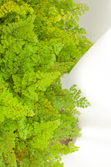 窓辺の観葉植物