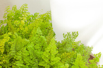 窓辺の観葉植物