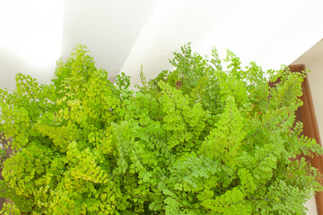 窓辺の観葉植物