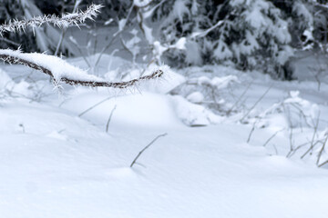 Minimalism of Hoar Frost Detail and Untouched Winter Purity