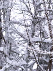 Extreme Macro Detail Sharp Hoar Frost - Rime Ice - Needles