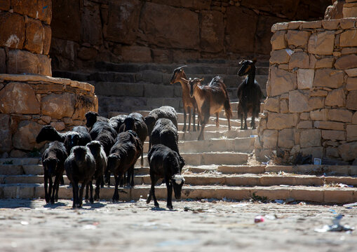 Goats on the ramparts of the old town, Amran Governorate, Thula, Yemen