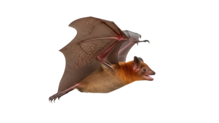 Flying orange fruit bat isolated PNG on transparent background, nocturnal animal with wings spread for wildlife and conservation projects