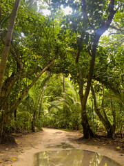 Sandy Path in Lush Tropical Green Rainforest Views