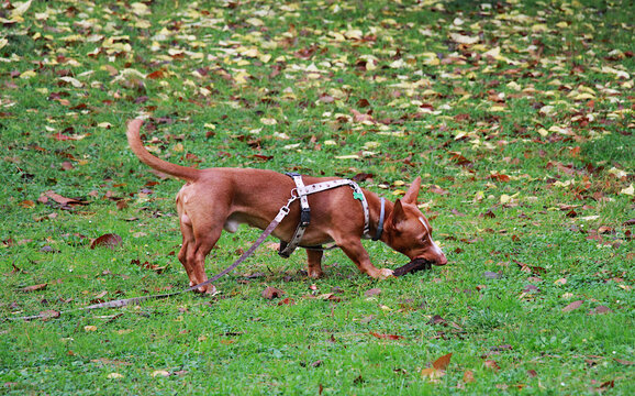 Perro podenco andaluz jugando con palo en la hierba del parque