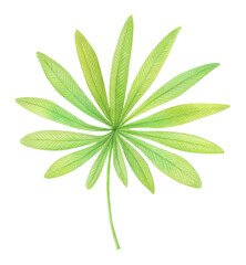 Watercolor illustration of green tropical leaf isolated on white. Botanical exotic jungle plant clipart in simple sketch style for eco-friendly design projects, summer textile prints, packaging, cards