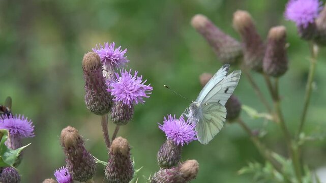 Green-Veined White butterfly (Pieris napi) disturbed by a Gatekeeper (Pyronia tithonus) while feeding on Thistle flowers. July, Kent, UK. Slow motion x10