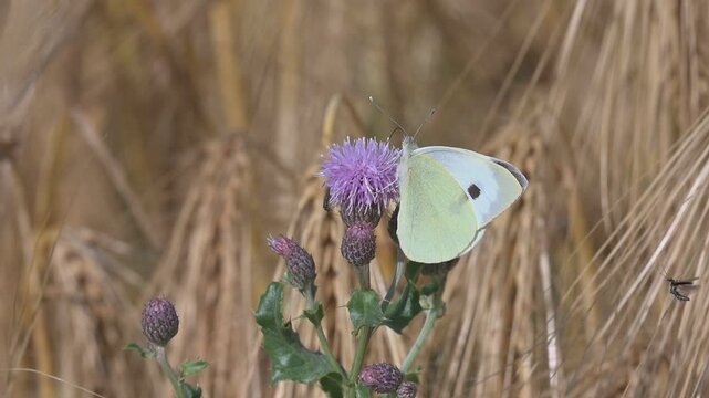 Large White Butterfly (Pieris brassicae) joined by a flying Thick-Legged Flower Beetle (Oedemera nobilis) landing on a Thistle flower in a wheat field. July, Kent, UK. Slow motion x10