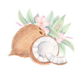 Tropical botanical illustration of plumeria, whole coconut, half and slice isolated on white. Pencil and watercolor summer exotic fruit clipart for packaging, textile prints, eco design, labels, cards