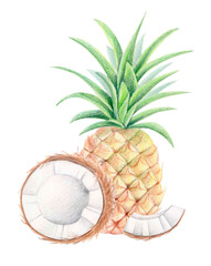 Tropical botanical illustration of pineapple, half coconut and slice isolated on white. Colored pencil and watercolor summer exotic fruit composition for packaging, textile prints, eco design, labels.