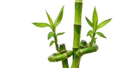 Lucky bamboo stalks isolated PNG, green Dracaena sanderiana plant with water droplets on transparent background, Feng Shui element for home decor