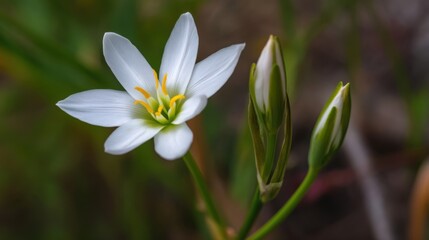 Fototapeta premium A fresh bloom with two unopened buds on a green stem against a softly blurred backdrop of grasses and foliage.