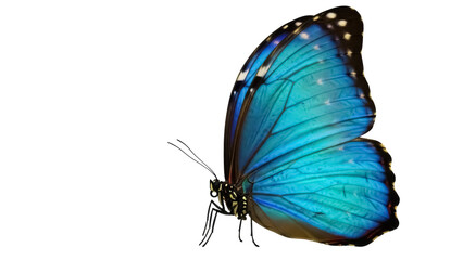 Vibrant blue morpho butterfly isolated PNG, tropical insect with iridescent wings on transparent background for design and educational use