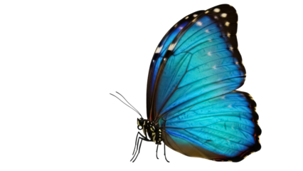 Vibrant blue morpho butterfly isolated PNG, tropical insect with iridescent wings on transparent background for design and educational use