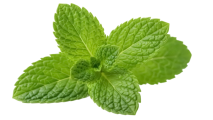 Fresh green mint leaves isolated PNG, aromatic herb for culinary use and flavoring in beverages and desserts
