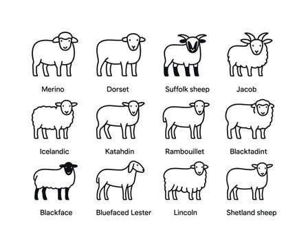 Sheep Breeds Line Art. Sheep breeds. Line icon set of sheep bree