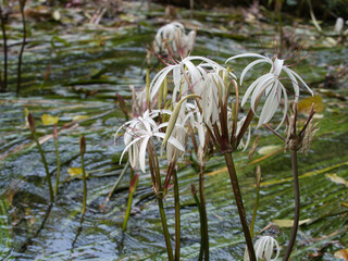 Crinum thaianum, the queen of aquatic plants, is a beautiful and rare aquatic plant found in Ranong and Phang Nga provinces.
