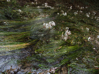Crinum thaianum, the queen of aquatic plants, is a beautiful and rare aquatic plant found in Ranong and Phang Nga provinces.