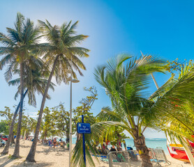 Coconut palm trees under a blue sky in Rue de la Plage in Guadeloupe