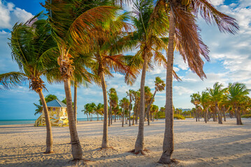 Palm trees in Crandon Park at sunset