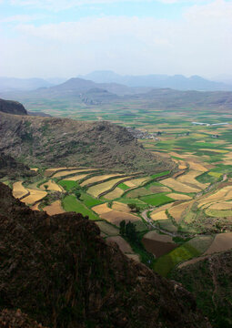 Terraces planted with cereals, Ibb Governorate, Jibla, Yemen