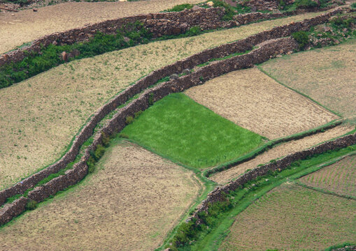 Terraces planted with cereals, Ibb Governorate, Jibla, Yemen