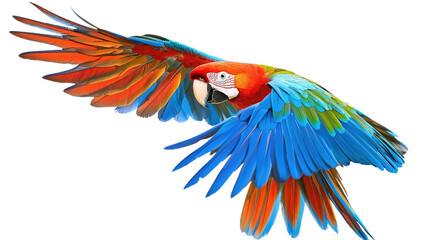 Fototapeta premium Vibrant Macaw with Colorful Feathers in Mid-Flight Capture