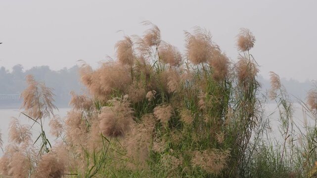 flowering grass known as Kans grass or Kash phool which is a common wild sugarcane