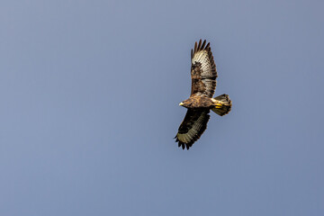 Looking up at a common buzzard in flight, with a clear sky behind