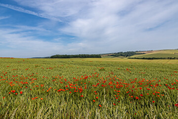 Looking out over fields of cereal crops growing in the South Downs, with poppies scattered in the foreground