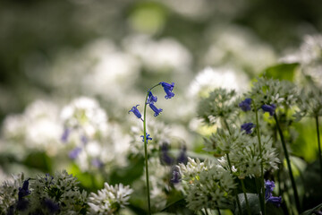 Bluebells and wild garlic in woodland in Sussex, on a sunny spring day