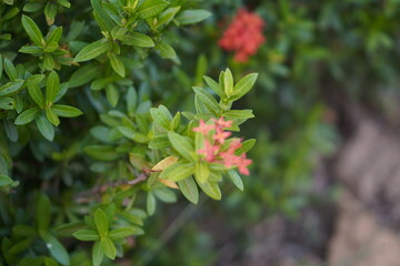 Vibrant Red and Pink Ixora Coccinea Cluster Amidst Dark Green Foliage: A Detailed Full-Frame Close-up of Dense Tropical Flowers, Reflecting the Beauty of a Lush, Colorful Garden