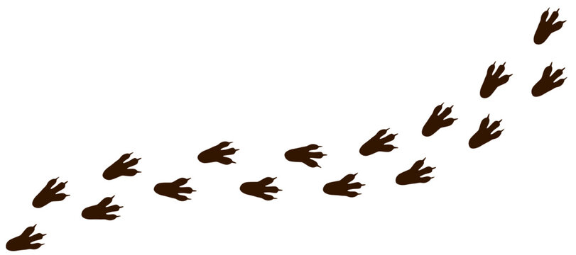 Cartoon vector illustration of a tyrannosaurus rex dinosaur paw print track isolated on a transparent panoramic background