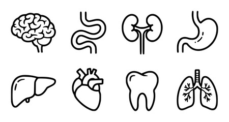Black and white line of human organs brain intestines